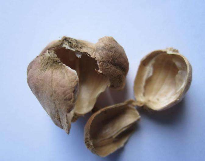 白豆蔻殼 白豆蔻殼
