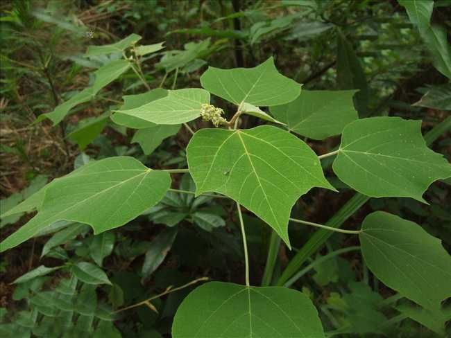 白背葉1 白背葉1