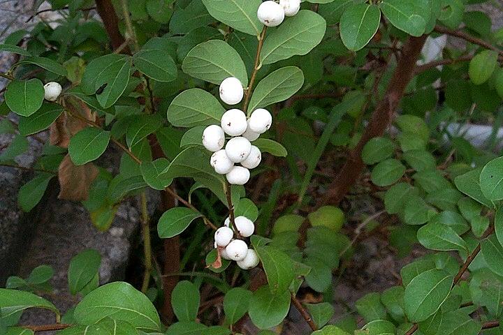 白飯樹葉 白飯樹葉