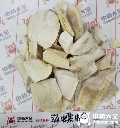 金烏賊(海螵蛸) 金烏賊(海螵蛸)