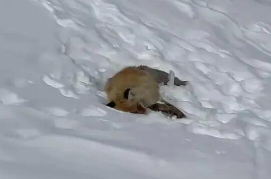 網(wǎng)紅狐貍死在雪地里