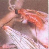 擬除蟲菊酯類殺蟲藥中毒