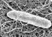 小兒肺炎鏈球菌腦膜炎