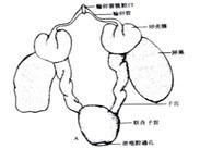 月經(jīng)不調(diào)