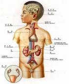 原發性甲狀旁腺功能亢進癥與腎病