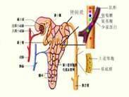 隱匿性腎小球腎炎