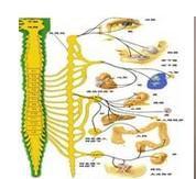 交感神經鏈綜合征