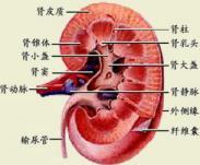 農(nóng)藥中毒性腎病