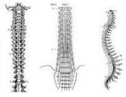 脊柱、脊髓損傷
